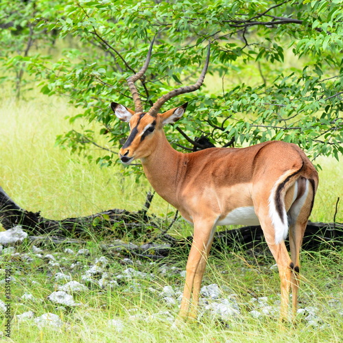 impala antelope in Etosha national park Namibia