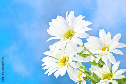 daisies in a blue sky