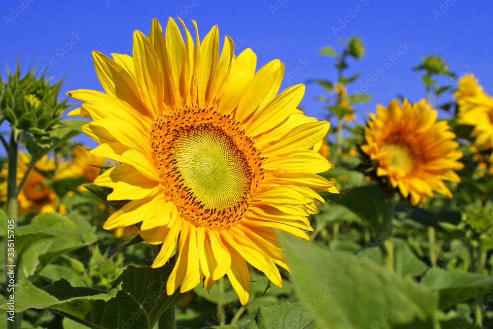 Sunflowers on a field with blue sky background