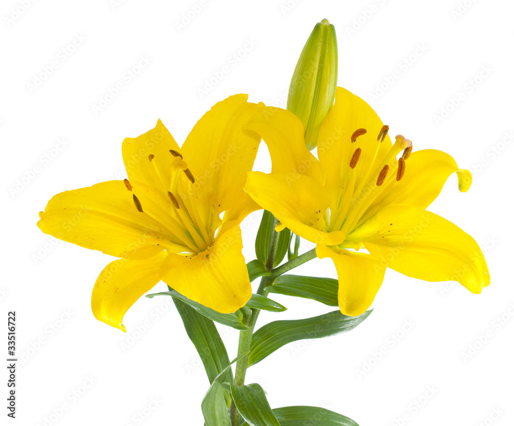 Lilly
