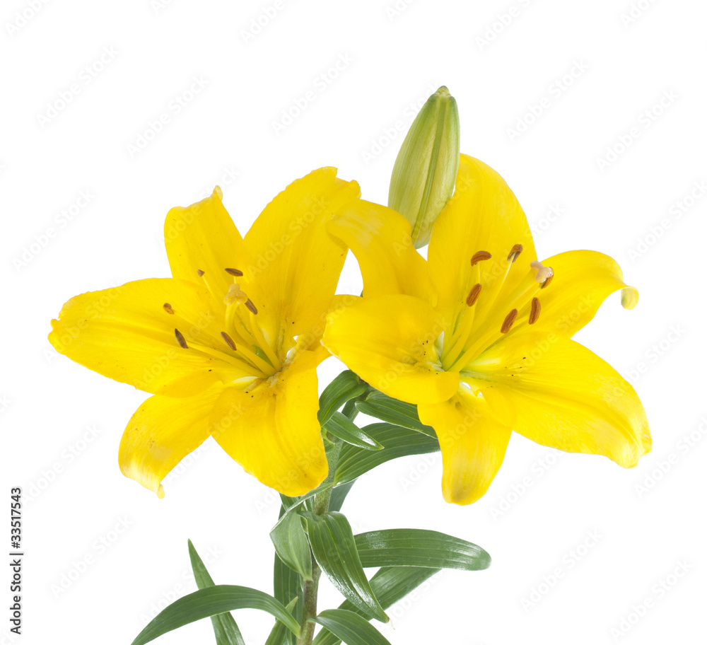 Lily