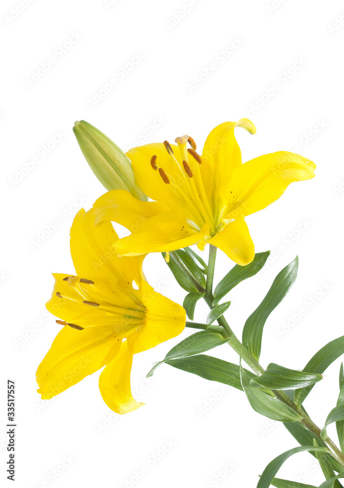 Lily