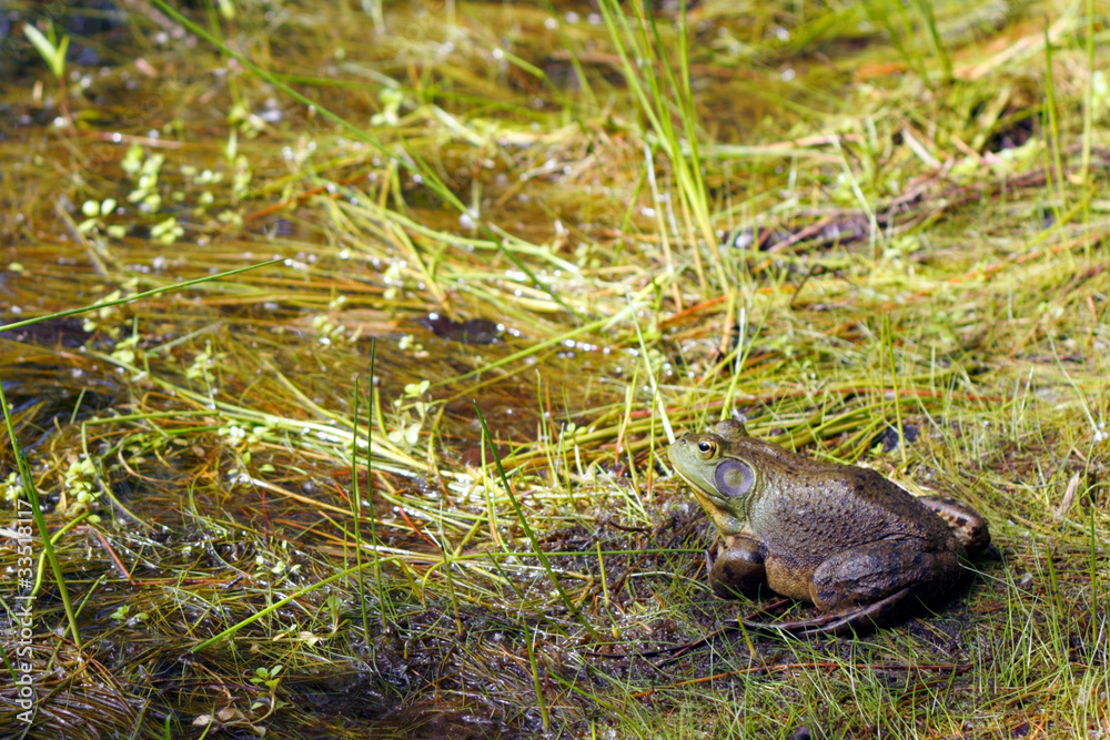 Fototapeta premium Bull frog