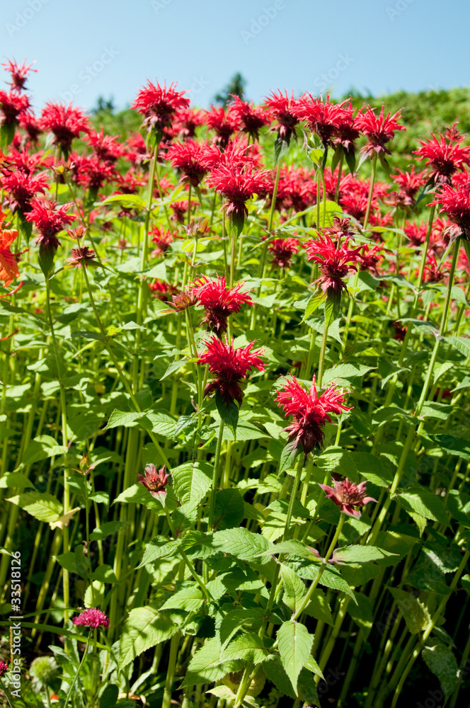 field red flowers