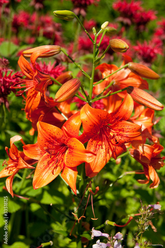 orange tiger lily