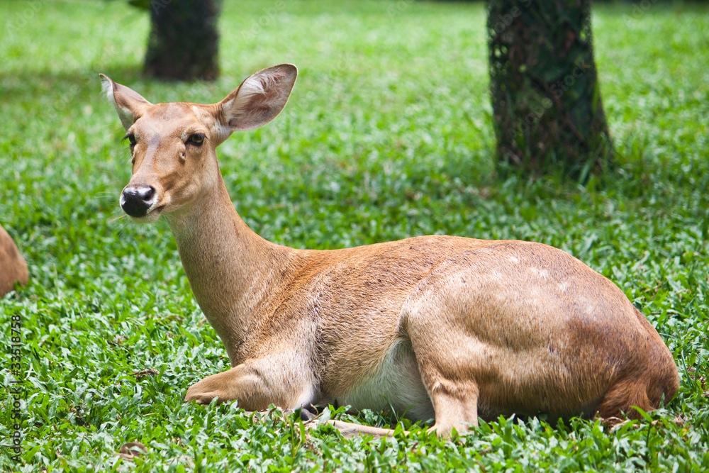 Beautiful deer on green grass