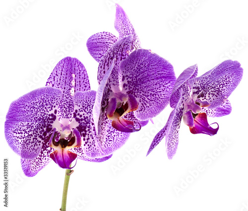 orchidée