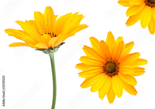 Yellow flower set