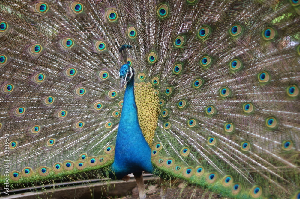 Obraz premium 孔雀