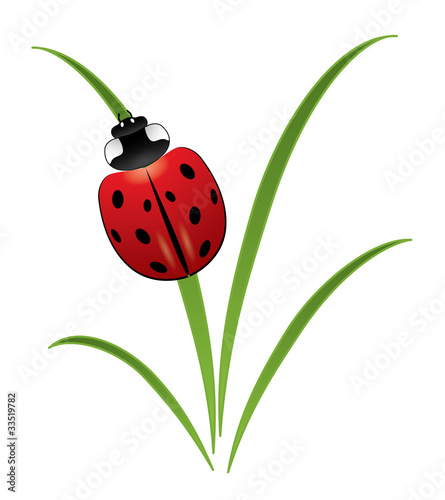 Ladybug on grass