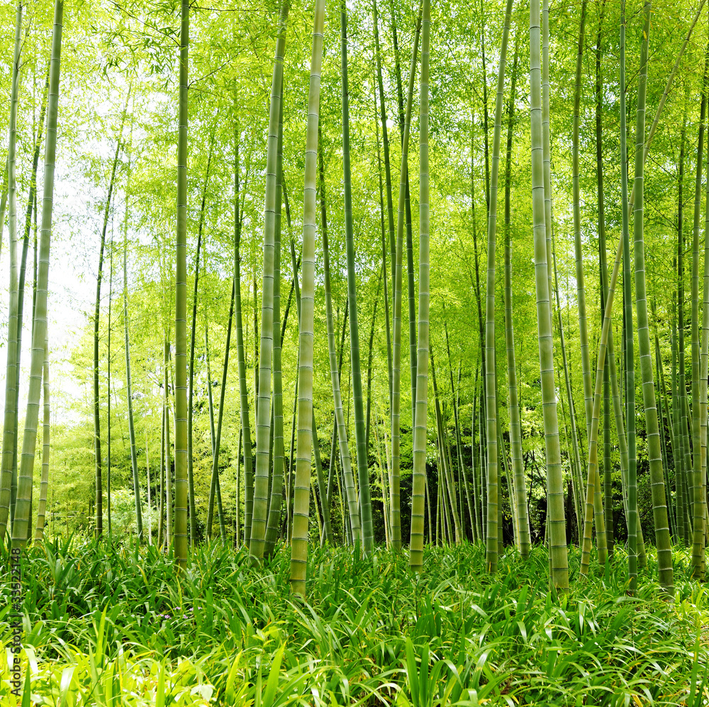 Naklejka premium Bamboo forest