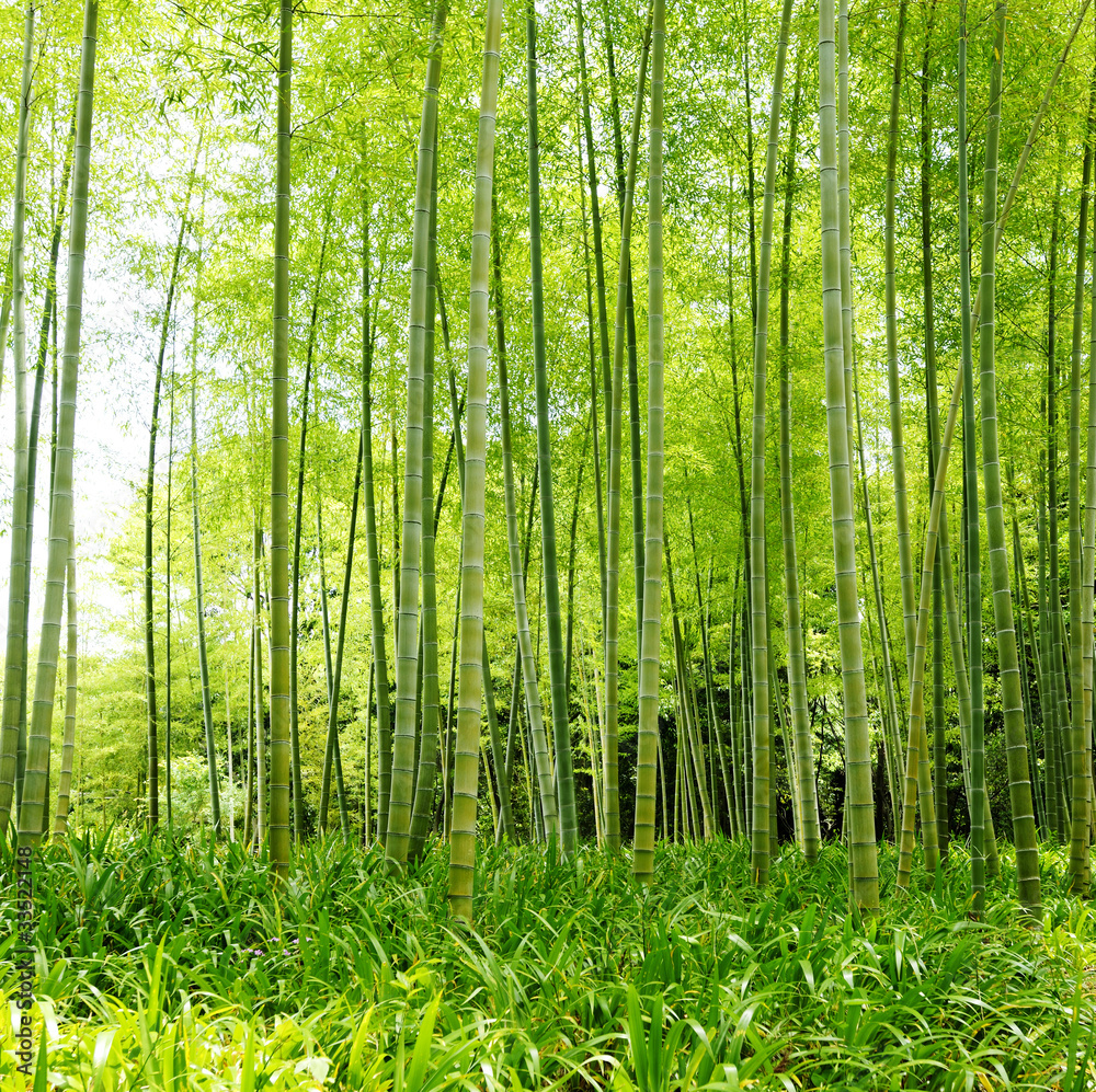 Fototapeta premium Bamboo forest
