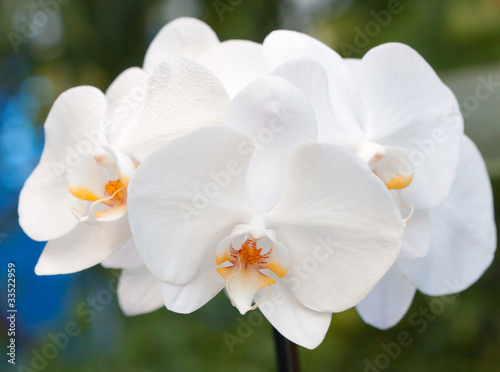 Fototapeta Naklejka Na Ścianę i Meble -  orchidée blanche