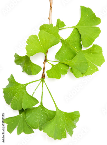 Ginkgozweig mit Wassertropfen