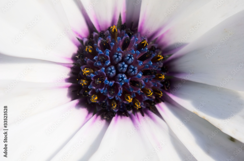 coeur de fleur