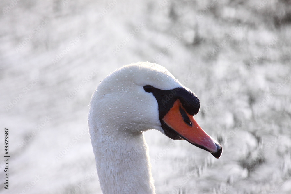 Obraz premium Wild swan mute on its lake in France.