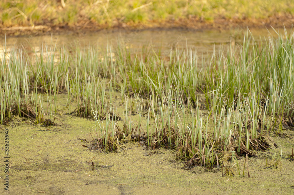 Obraz premium Swamp