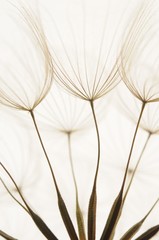 Fotobehang Paardenbloem met waterdruppels Pluizige paardenbloemzaadjes in close-up  © HR