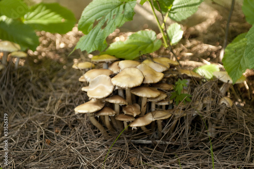 Wild mushrooms