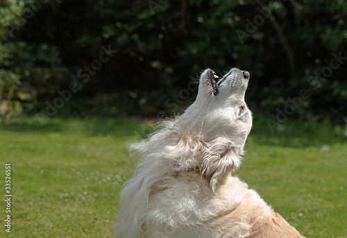 Wall Mural Golden Retriever Dog Howling