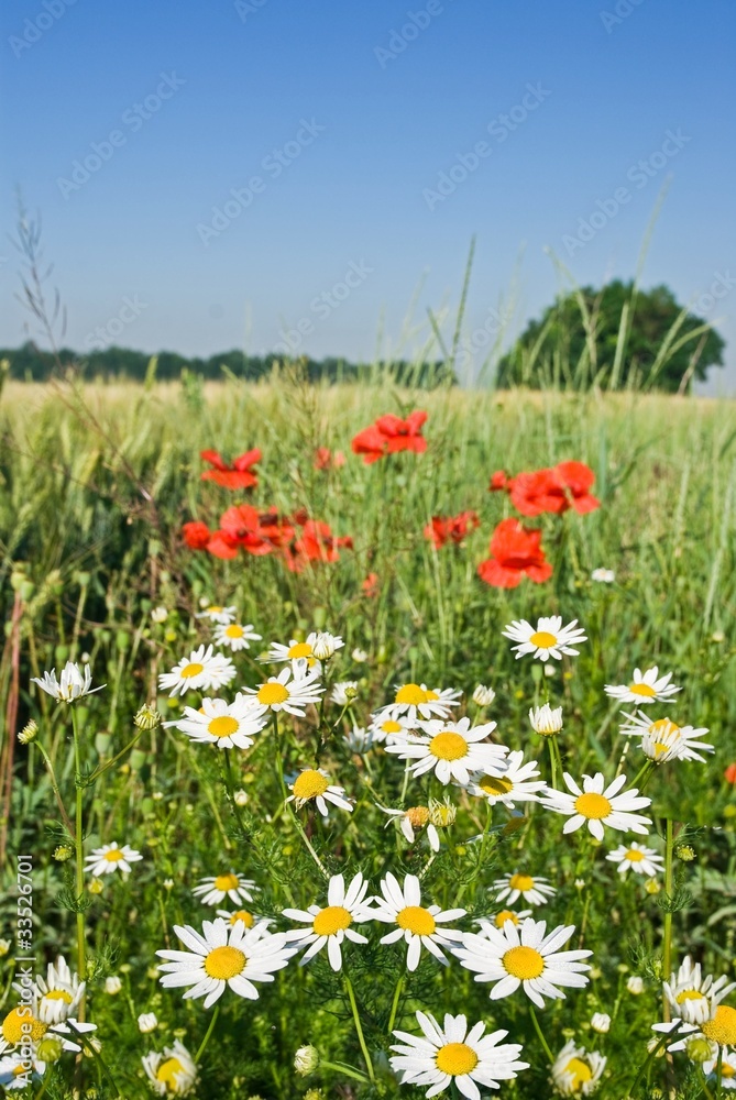 white camomile and red poppy
