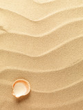 sea shells with sand as background
