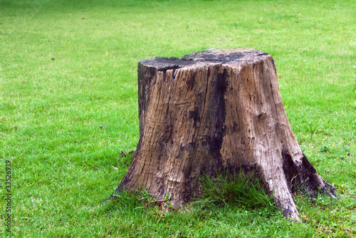 Stump on green grass