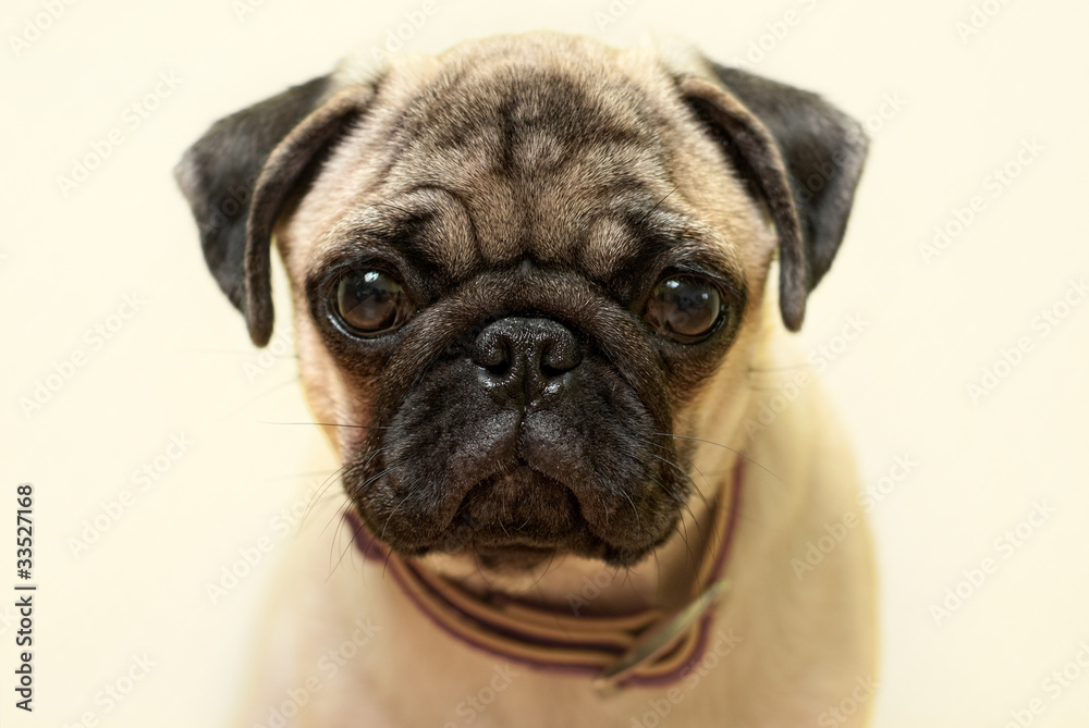 puppy pug portrait