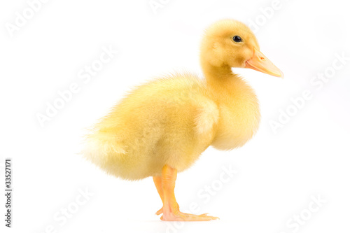 yellow duckling isolated