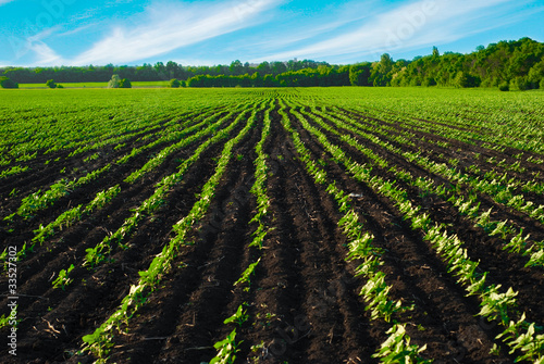 The field before the harvest