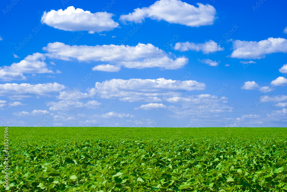 field and blue sky field and blue sky