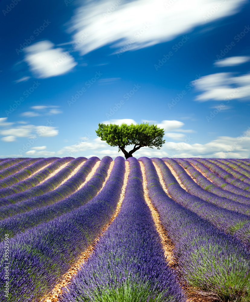 Lavande Provence France / lavender field in Provence, France - obrazy, fototapety, plakaty 