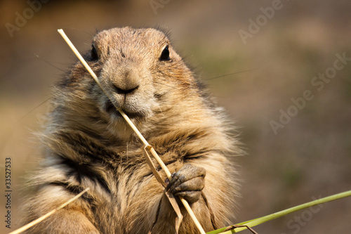 Schwarzschwanz-Präriehund (Cynomys ludovicianus) photo