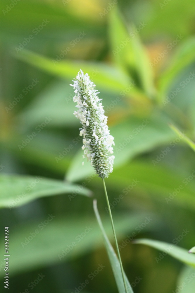 Flowering grass is the source of allergy... Flowering grass is the source of allergy...