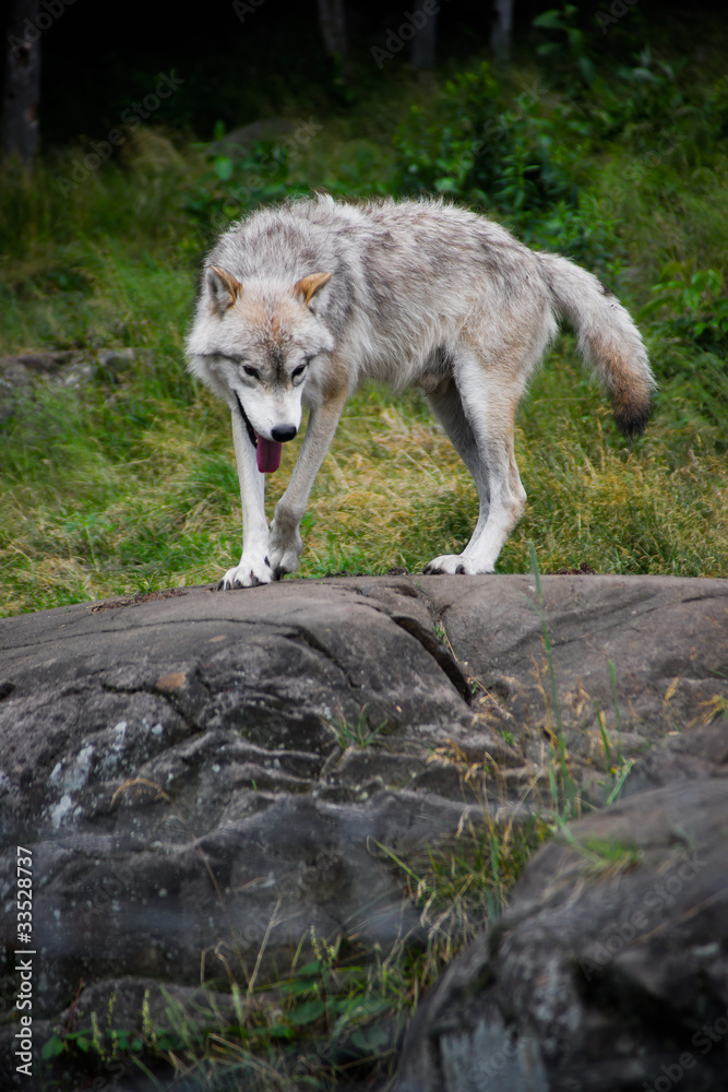 Eastern Gray Wolf Walking on Large Rock Eastern Gray Wolf Walking on Large Rock