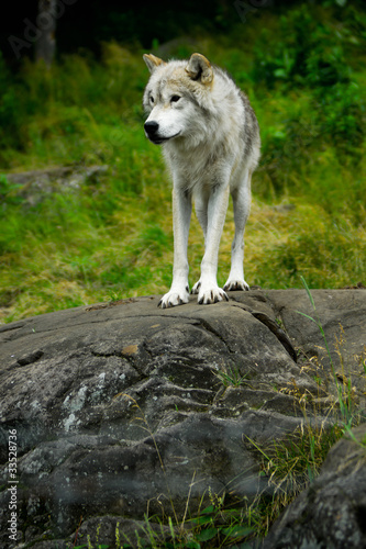 Eastern Gray Timber Wolf Standing on Rock