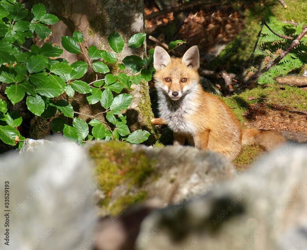 Naklejka premium RENARDEAU