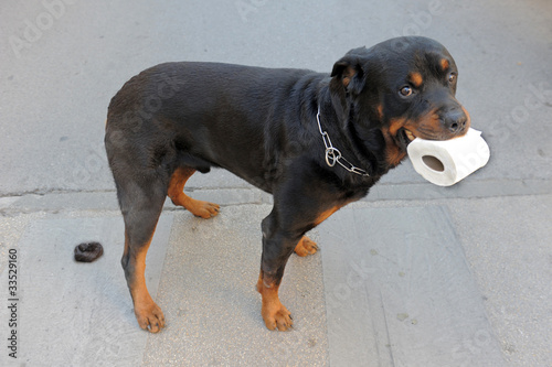 Foto rottweiler, crotte et papier toilette