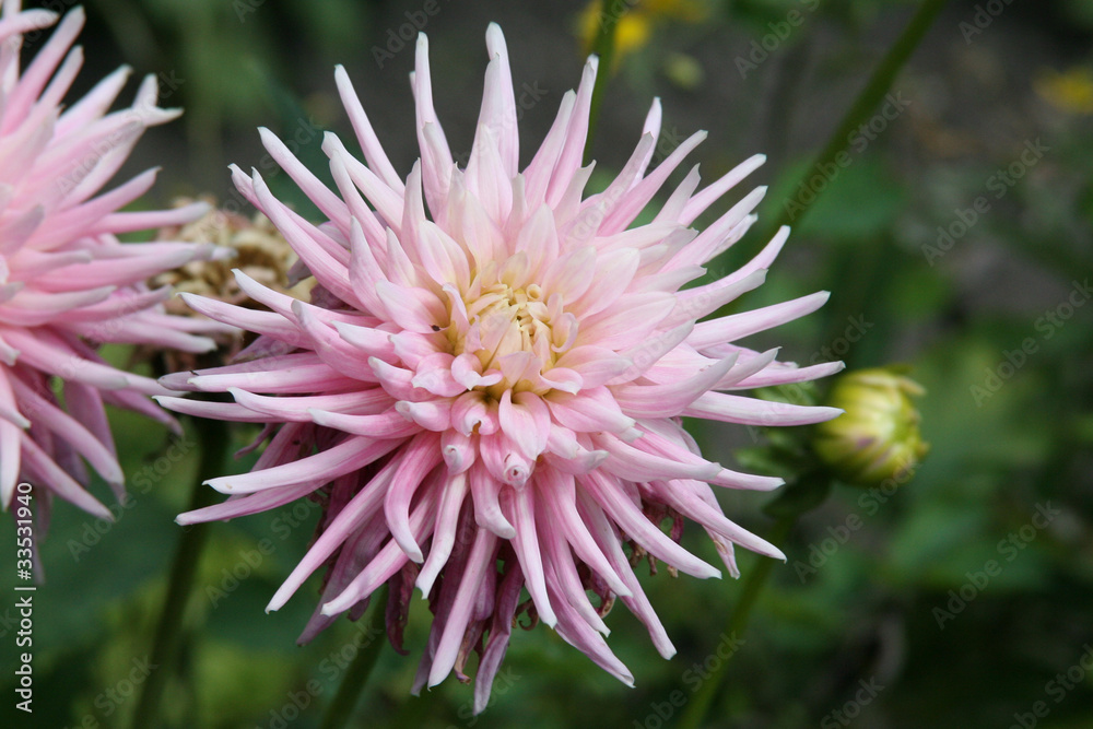 Dahlienblüte im Sommer im Garten
Dahlienblüte im Sommer im Garten