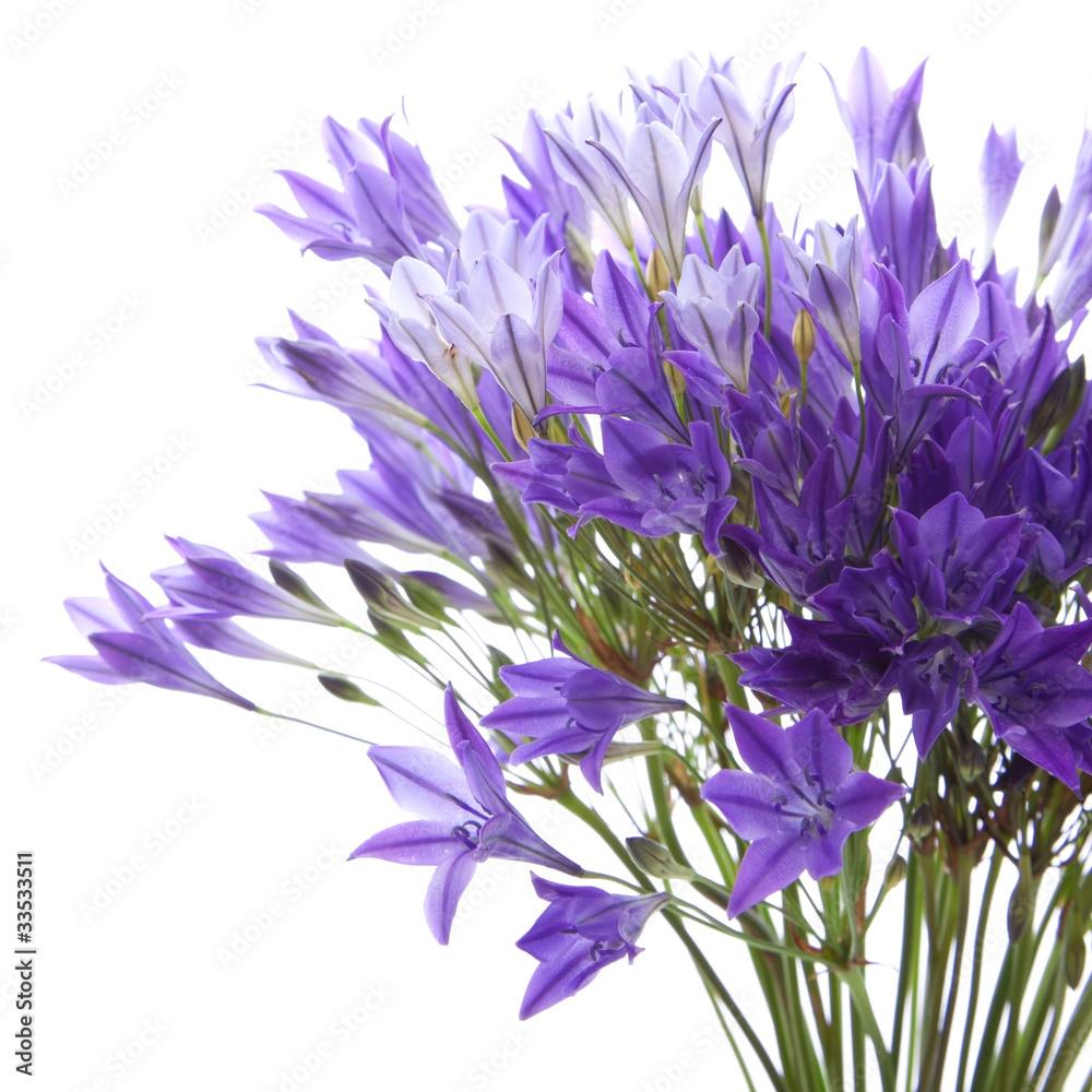 Brodiaea Brodiaea