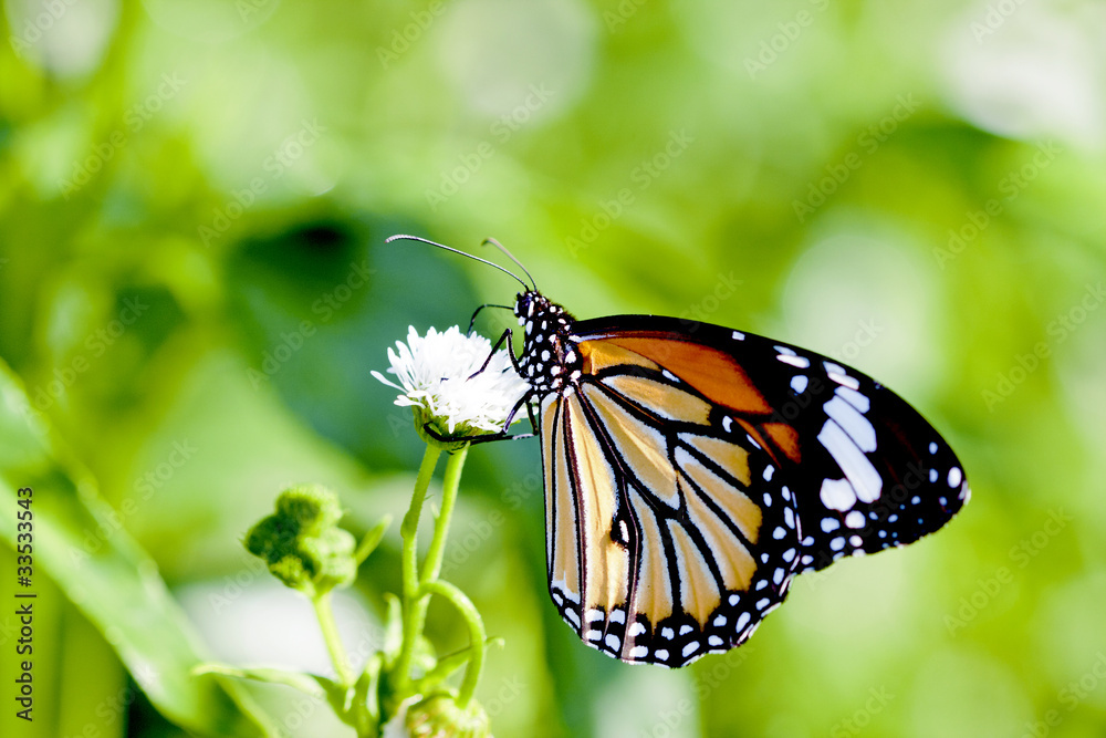 a butterfly Attracts the nectar a butterfly Attracts the nectar