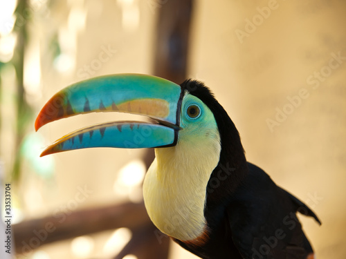 Head of  toucan