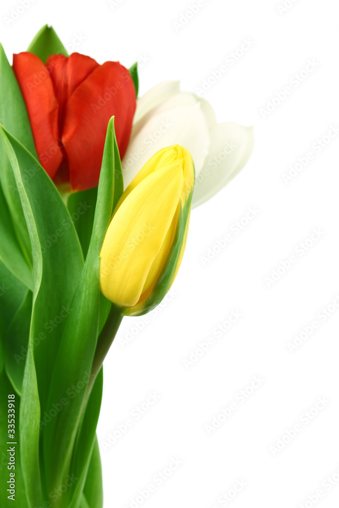 colorful tulips colorful tulips