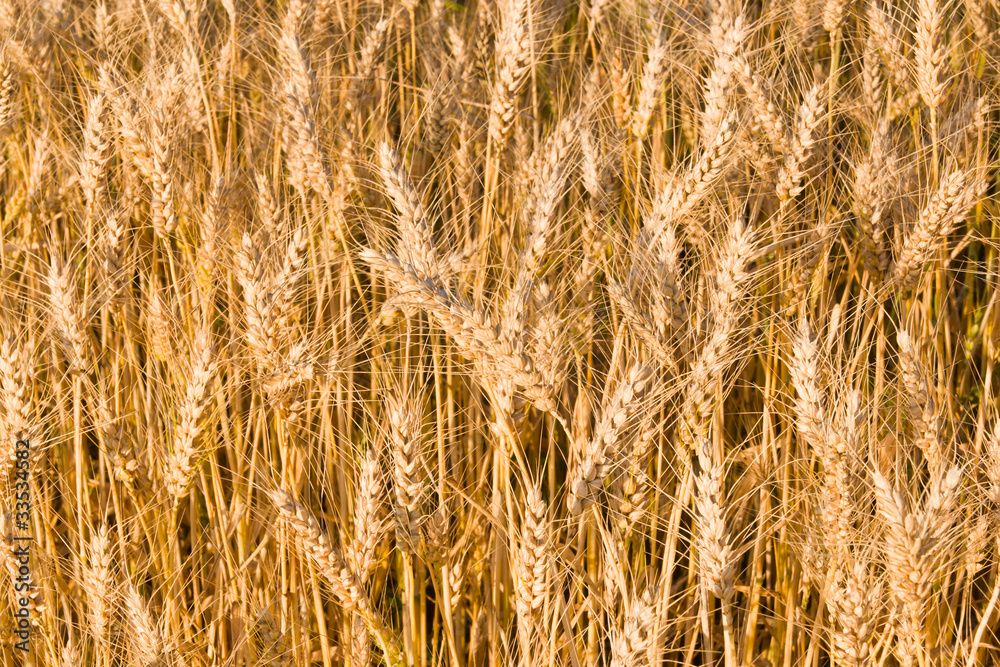 Fototapeta premium Wheat background
