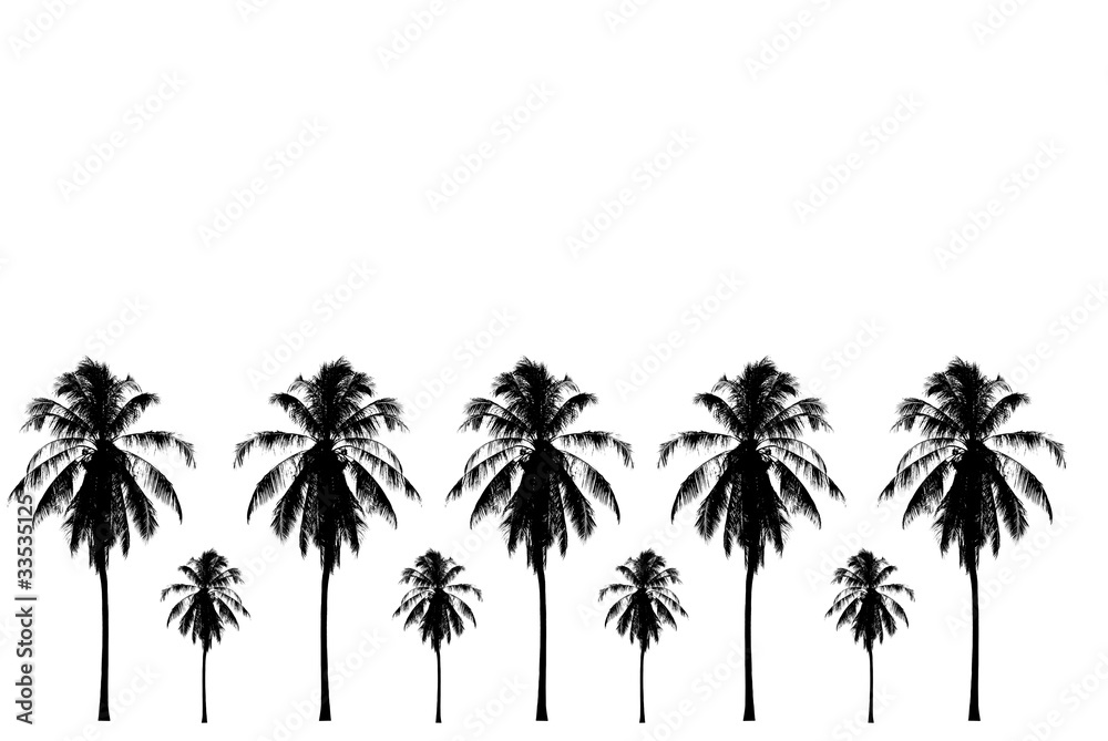 Fototapeta premium black and white coconut tree