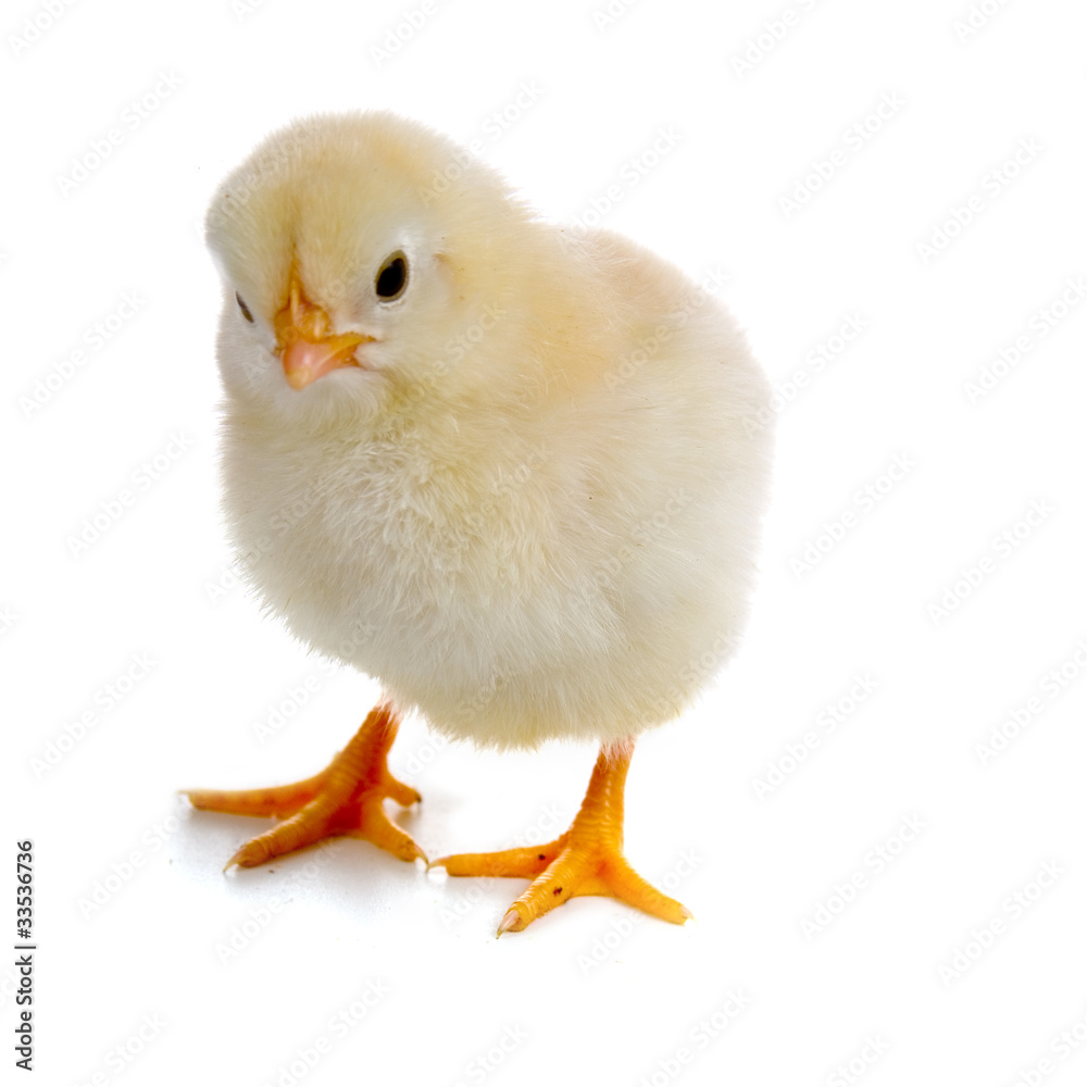 Chicken Chicken