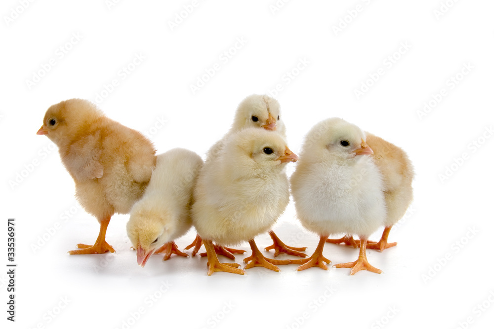Chickens Chickens