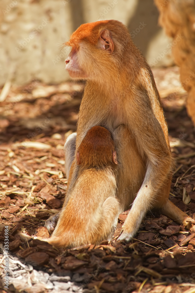 Obraz premium Monkey with a cub