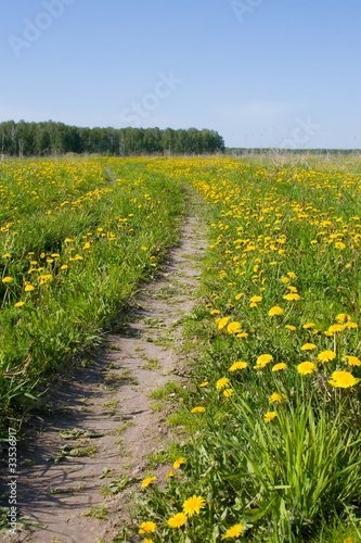 Road among fields of dandelions