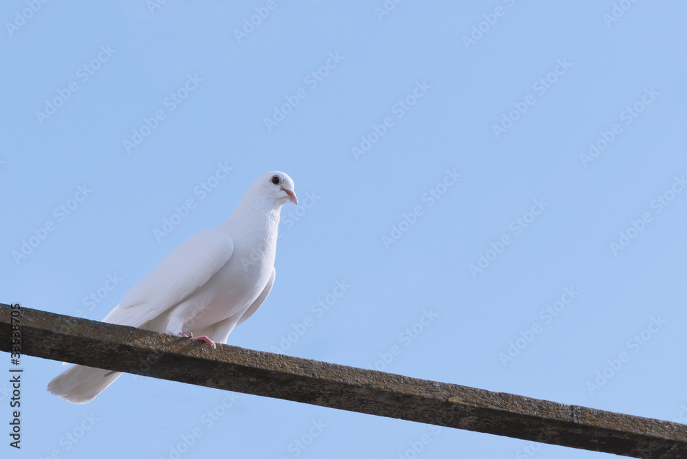 Obraz premium Белый голубь, сидящий на перекладине